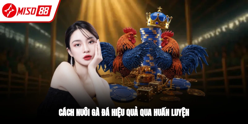 Cách Nuôi Gà Đá Chuẩn Từ Sư Kê 10 Năm Kinh Nghiệm