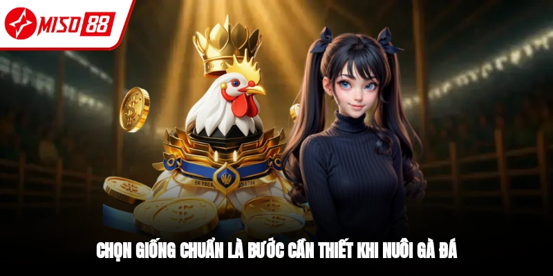 Cách Nuôi Gà Đá Chuẩn Từ Sư Kê 10 Năm Kinh Nghiệm