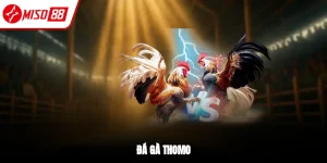 Đá Gà Miso88 – Trực Tiếp Thomo, Cược Nhanh, Tỷ Lệ Cao
